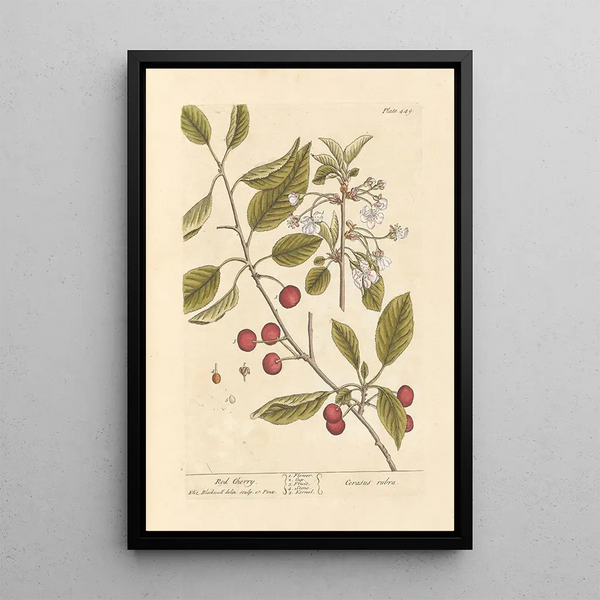 Cerise rouge - Elizabeth Blackwell — ingelijst kunstwerk aan de muur