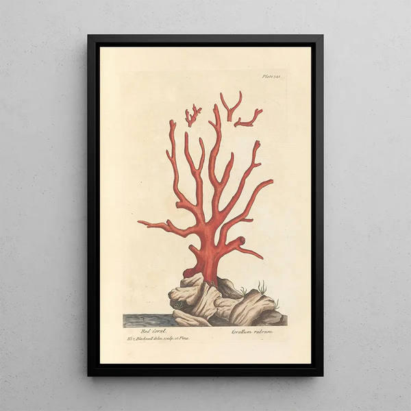 Corail rouge - Elizabeth Blackwell — ingelijst kunstwerk aan de muur
