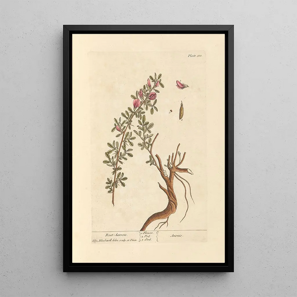 Bugrane - Elizabeth Blackwell — ingelijst kunstwerk aan de muur