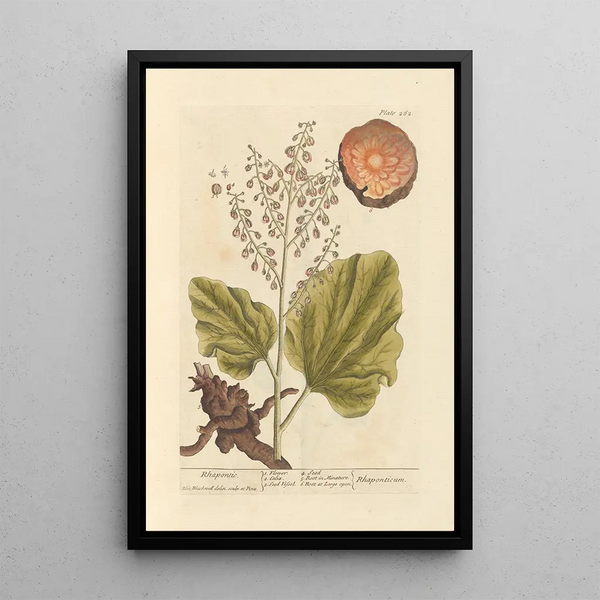 Rhapontic - Elizabeth Blackwell — ingelijst kunstwerk aan de muur