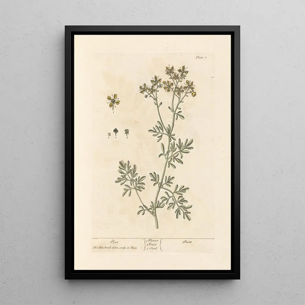 Rue - Elizabeth Blackwell — ingelijst kunstwerk aan de muur