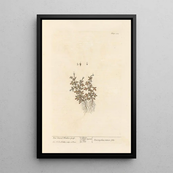 Rueleaved whitlon grass - Elizabeth Blackwell — ingelijst kunstwerk aan de muur