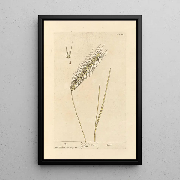 Seigle - Elizabeth Blackwell — ingelijst kunstwerk aan de muur