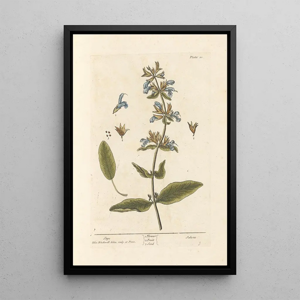 Salie - Elizabeth Blackwell — ingelijst kunstwerk aan de muur