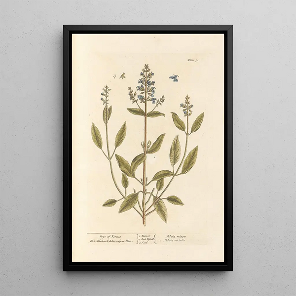 Sauge de vertu - Elizabeth Blackwell — ingelijst kunstwerk aan de muur