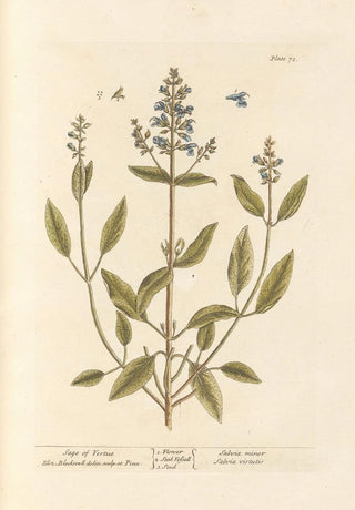 Elizabeth Blackwell - Sage of vertue.webp