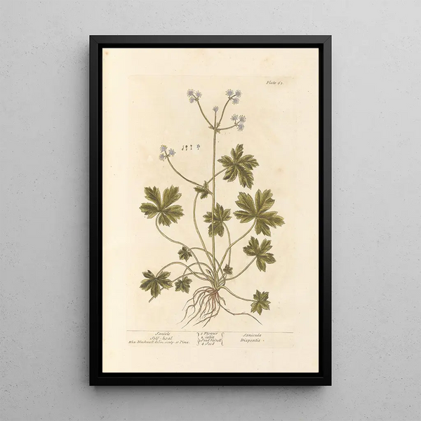 Sanicle Selfheal - Elizabeth Blackwell — ingelijst kunstwerk aan de muur