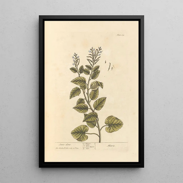Sauce seule - Elizabeth Blackwell — ingelijst kunstwerk aan de muur