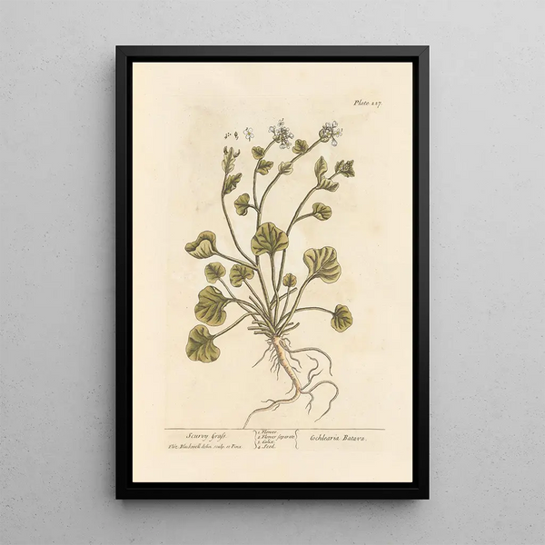 Herbe à scorbut - Elizabeth Blackwell — ingelijst kunstwerk aan de muur