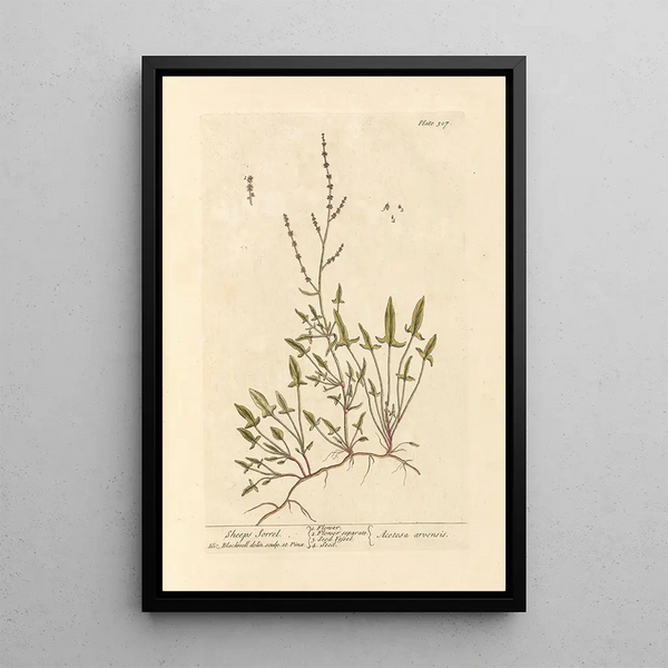 Oseille des moutons - Elizabeth Blackwell — ingelijst kunstwerk aan de muur