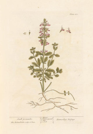 Elizabeth Blackwell - Small germander.webp