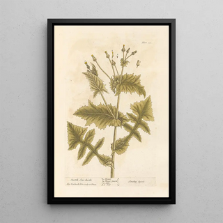 Elizabeth Blackwell - Smooth sowthistle.webp