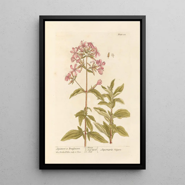 Saponaire of wasplant - Elizabeth Blackwell — ingelijst kunstwerk aan de muur