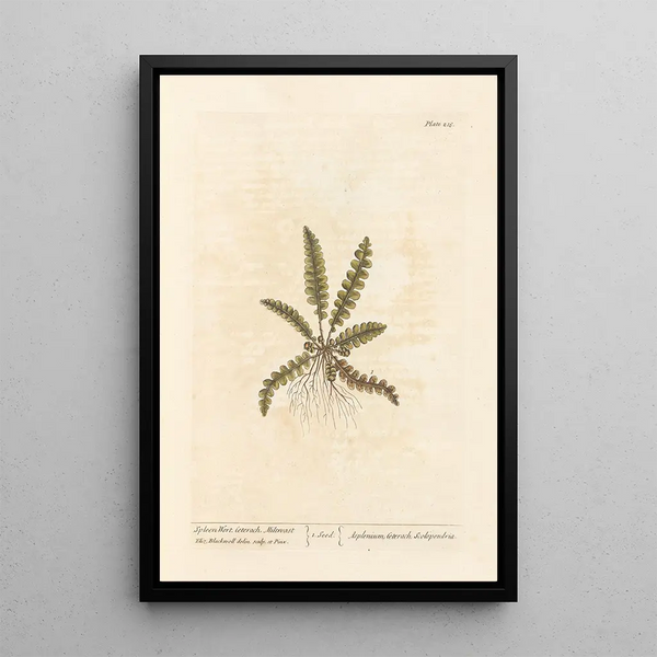 Scolopendre - Elizabeth Blackwell — ingelijst kunstwerk aan de muur