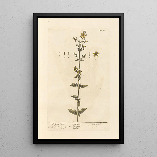 Millepertuis - Elizabeth Blackwell — ingelijst kunstwerk aan de muur