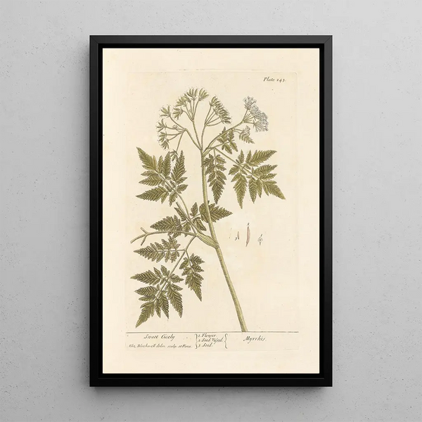 Cicely odorant - Elizabeth Blackwell — ingelijst kunstwerk aan de muur