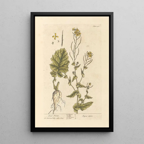 Navet doux - Elizabeth Blackwell — ingelijst kunstwerk aan de muur