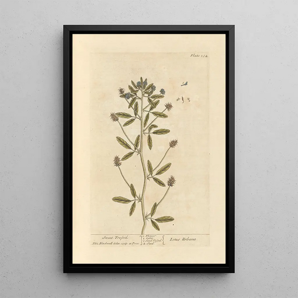 Trèfle doux - Elizabeth Blackwell — ingelijst kunstwerk aan de muur