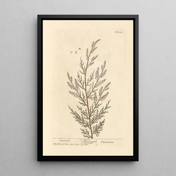 Tamaris - Elizabeth Blackwell — ingelijst kunstwerk aan de muur