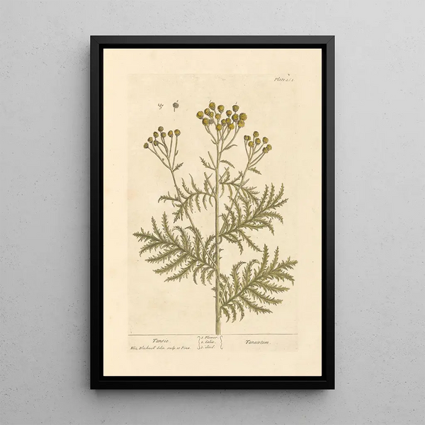 Tanaisie - Elizabeth Blackwell — ingelijst kunstwerk aan de muur