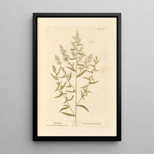 Estragon - Elizabeth Blackwell — ingelijst kunstwerk aan de muur