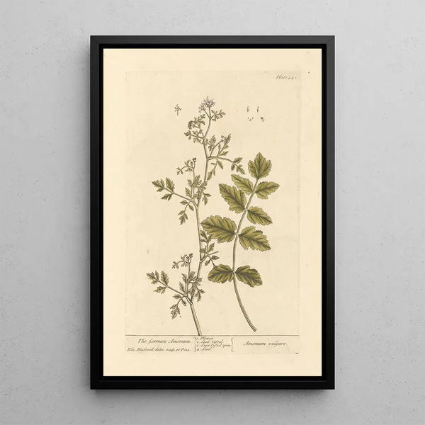 L'amome allemand - Elizabeth Blackwell — ingelijst kunstwerk aan de muur