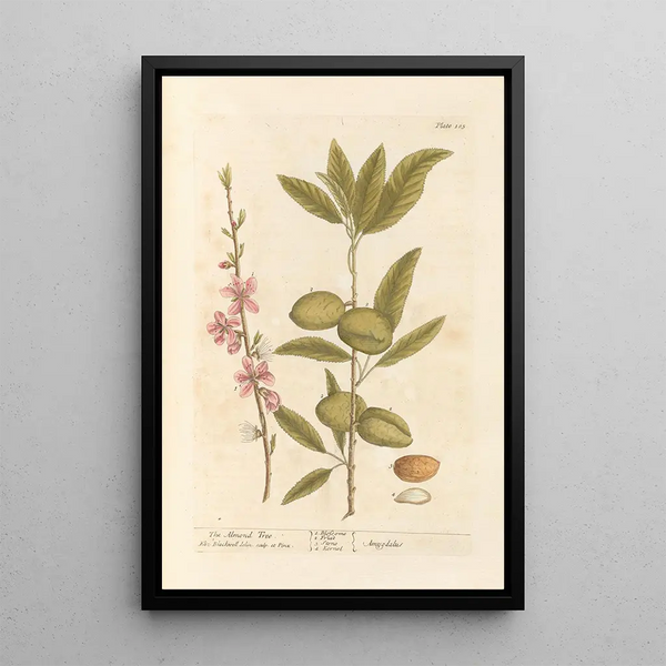L'amandier - Elizabeth Blackwell — ingelijst kunstwerk aan de muur