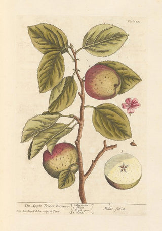 Elizabeth Blackwell - The apple tree or pearmain.webp