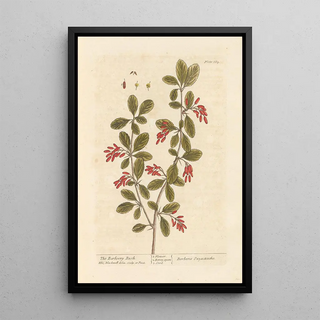 Elizabeth Blackwell - The barberry bush.webp