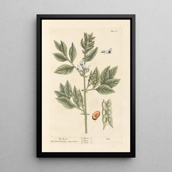 Le haricot - Elizabeth Blackwell — ingelijst kunstwerk aan de muur