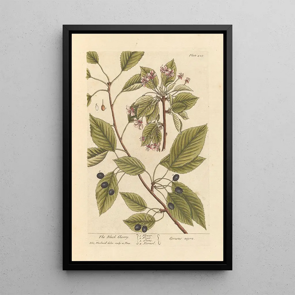 Le merisier - Elizabeth Blackwell — ingelijst kunstwerk aan de muur