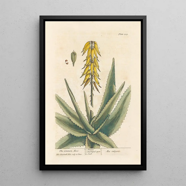 L'aloësschilderij - Elizabeth Blackwell — ingelijst kunstwerk aan de muur