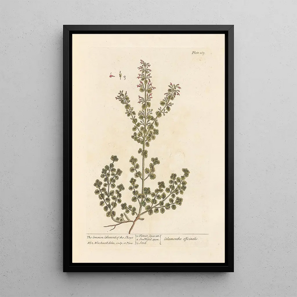 La calament des boutiques - Elizabeth Blackwell — ingelijst kunstwerk aan de muur