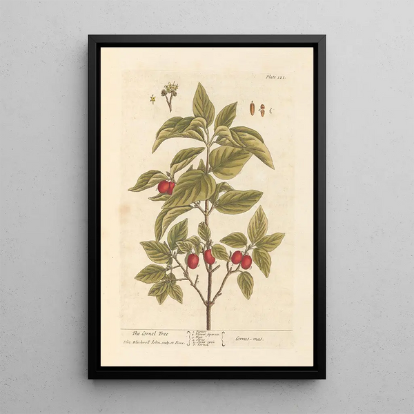 Le cornouiller - Elizabeth Blackwell — ingelijst kunstwerk aan de muur