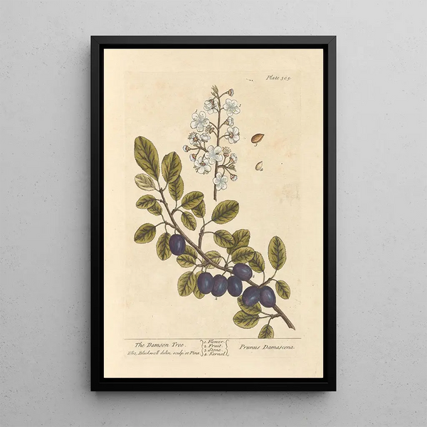 De pruimenboom - Elizabeth Blackwell — ingelijst kunstwerk aan de muur