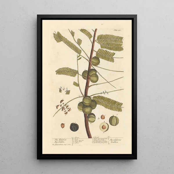 Le myrobolan emblique - Elizabeth Blackwell — ingelijst kunstwerk aan de muur