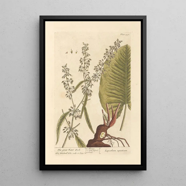 La grande patience - Elizabeth Blackwell — ingelijst kunstwerk aan de muur