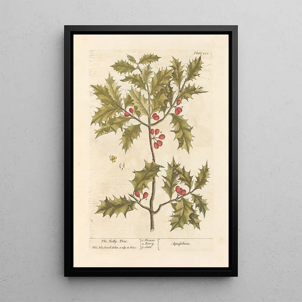 Le houx - Elizabeth Blackwell — ingelijst kunstwerk aan de muur