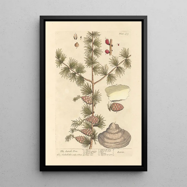 Le mélèze - Elizabeth Blackwell — ingelijst kunstwerk aan de muur