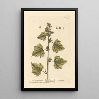 Elizabeth Blackwell - The lesser burdock.webp