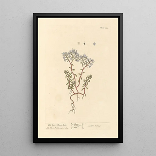 Elizabeth Blackwell - The lesser houseleek.webp