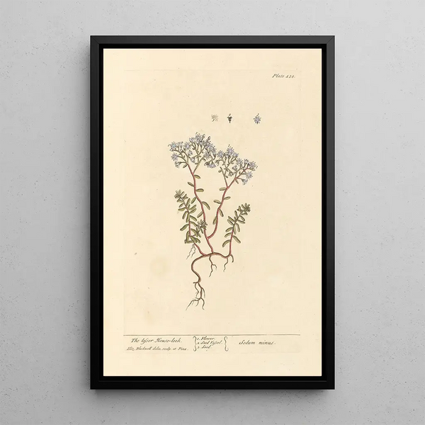 La petite joubarbe - Elizabeth Blackwell — ingelijst kunstwerk aan de muur