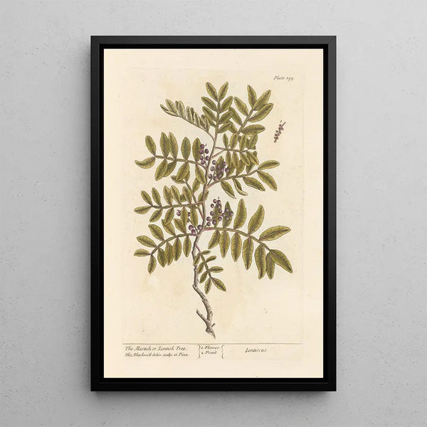 Le lentisque ou pistachier lentisque - Elizabeth Blackwell — ingelijst kunstwerk aan de muur