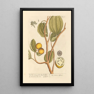 Elizabeth Blackwell - The nux vomica of the shops.webp