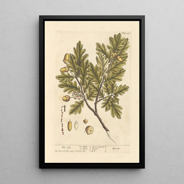 Le chêne - Elizabeth Blackwell — ingelijst kunstwerk aan de muur