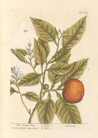 Elizabeth Blackwell - The orange tree.webp