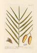 The date palm - Elizabeth Blackwell — artwork view