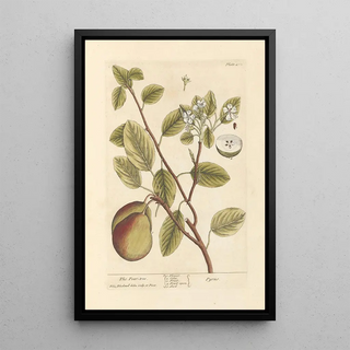 Elizabeth Blackwell - The pear tree.webp