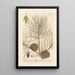 The pine or maritime pine - Elizabeth Blackwell — framed artwork on a wall