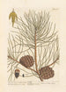 The pine or maritime pine - Elizabeth Blackwell — artwork view
